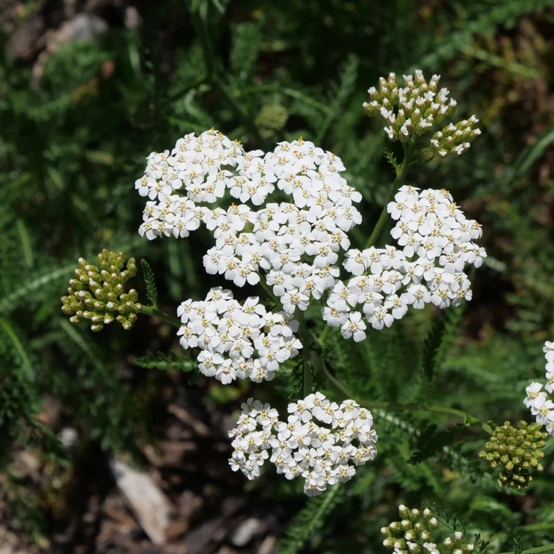 Achillée millefeuille — Graines ou plant
