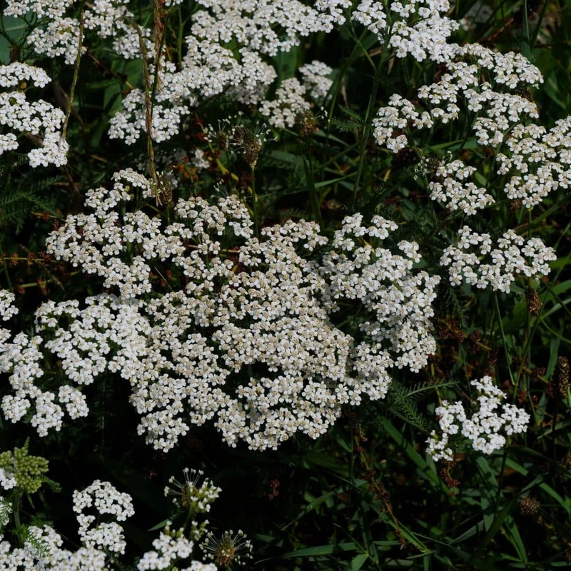 Achillée millefeuille — Graines ou plant