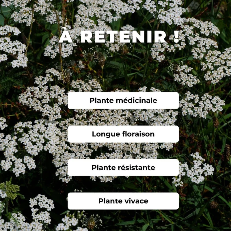 Achillée millefeuille — Graines ou plant