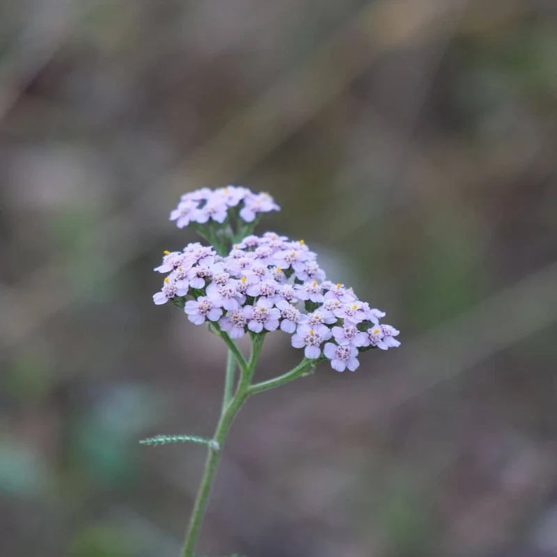 Achillée millefeuille — Graines ou plant