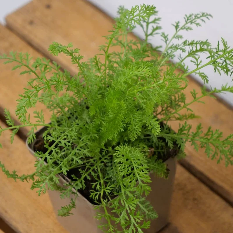 Achillée millefeuille — Graines ou plant