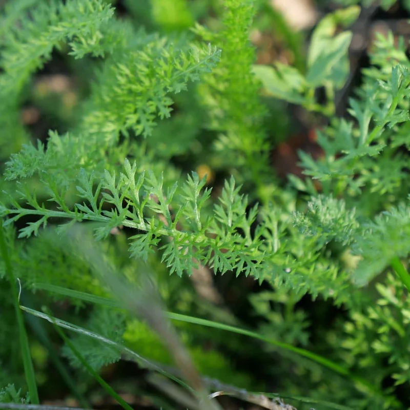 Achillée millefeuille — Graines ou plant