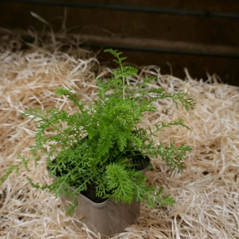 Achillée millefeuille — Graines ou plant