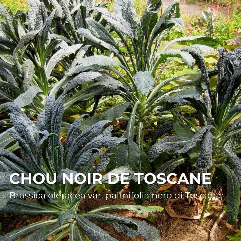 Chou Noir de Toscane — Graines