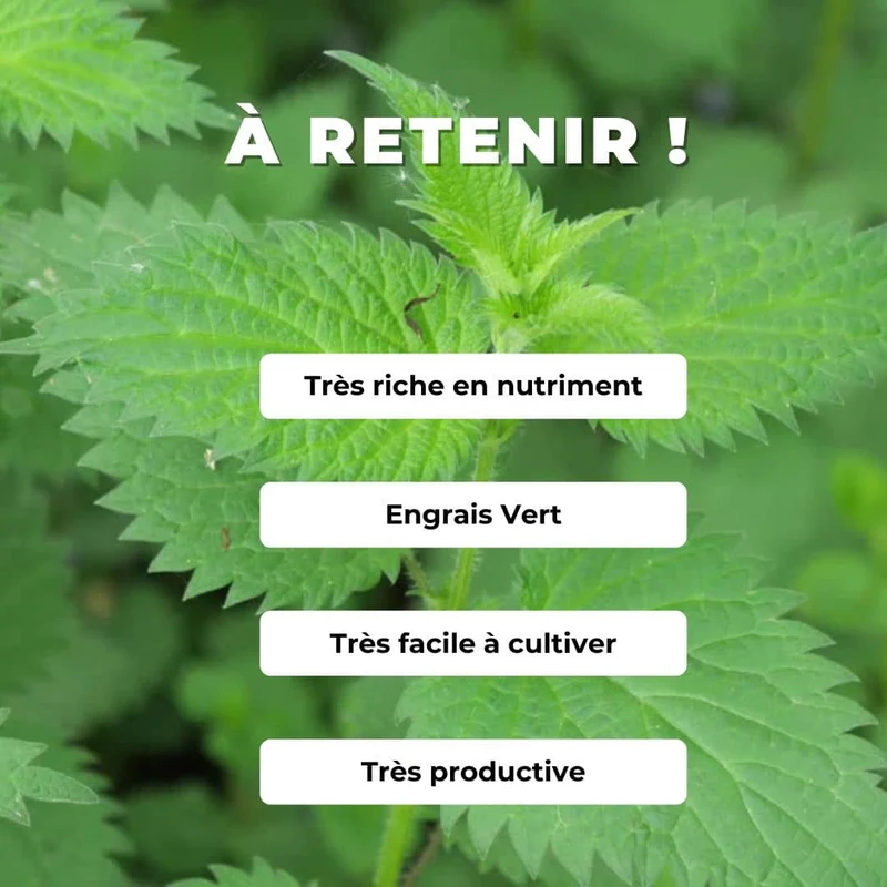 Ortie dioïque — Graines ou plant