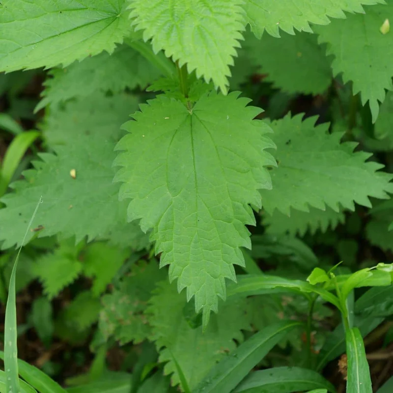 Ortie dioïque — Graines ou plant