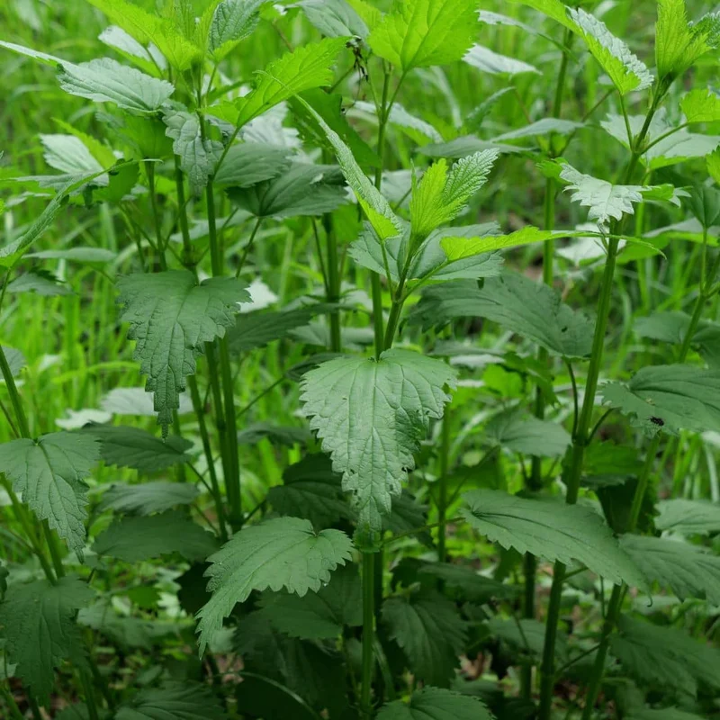 Ortie dioïque — Graines ou plant