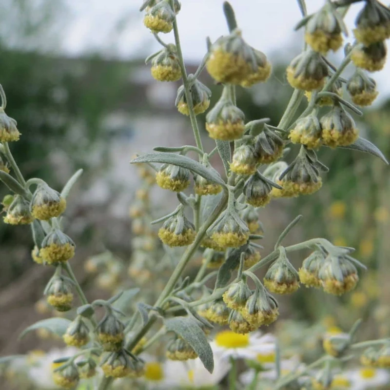 Absinthe — Graines ou plant