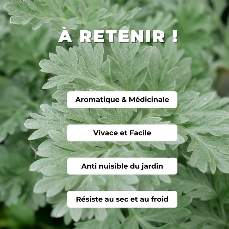 Absinthe — Graines ou plant