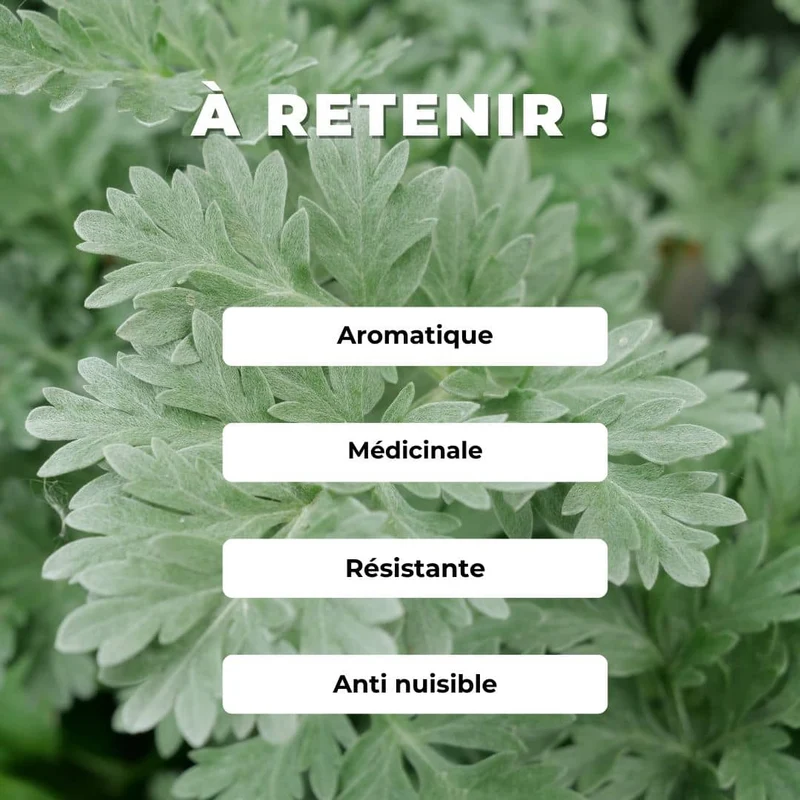Absinthe — Graines ou plant