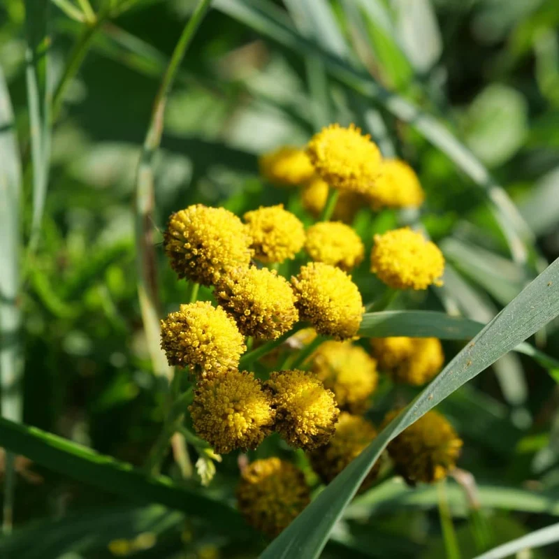 Tanaisie vulgaire — Graines ou plant
