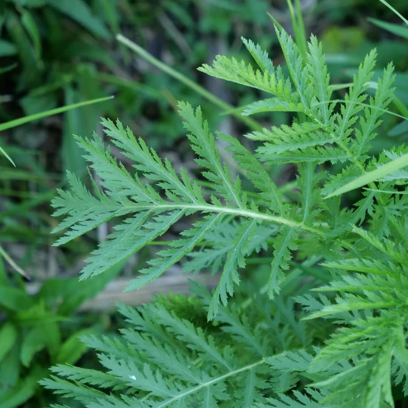 Tanaisie vulgaire — Graines ou plant