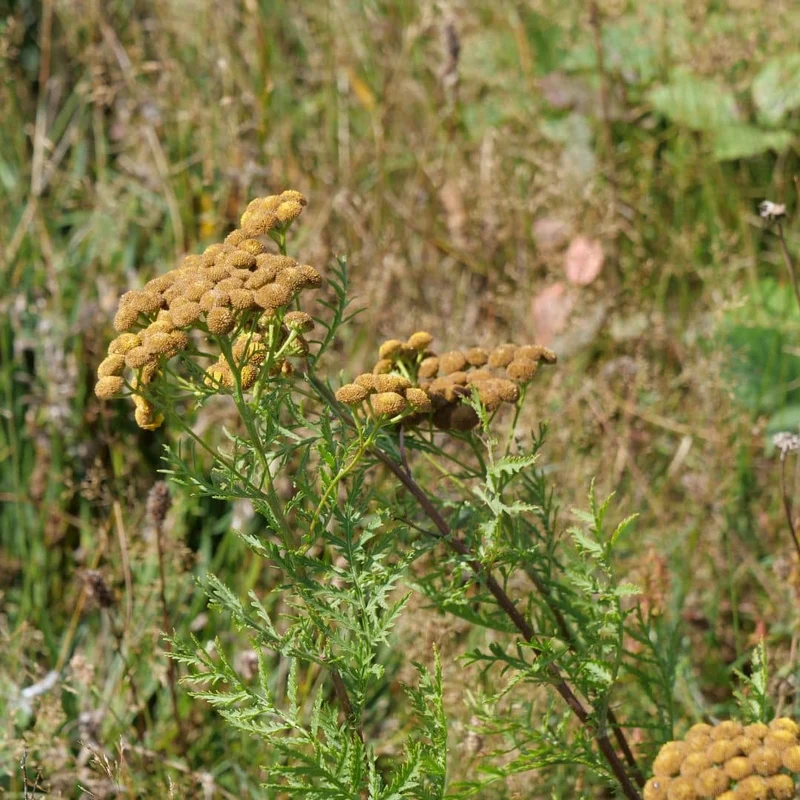 Tanaisie vulgaire — Graines ou plant