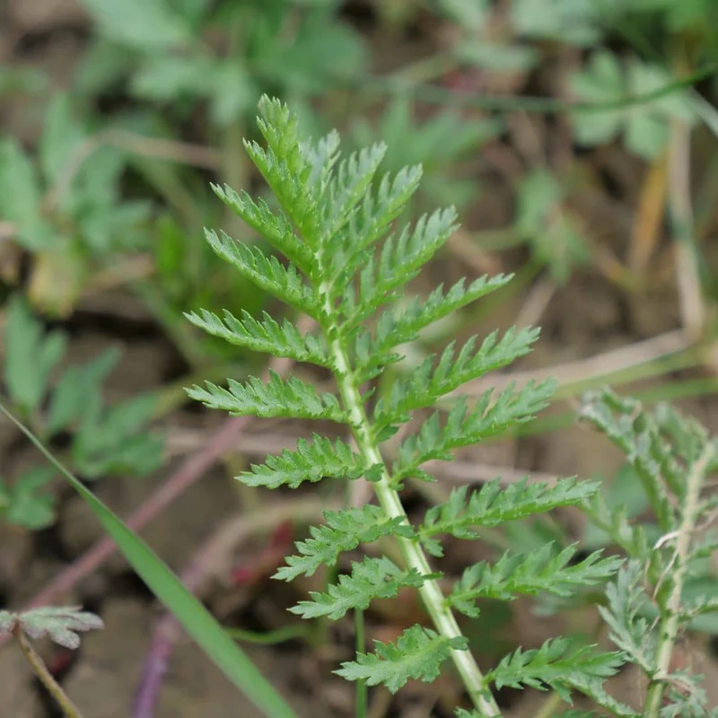Tanaisie vulgaire — Graines ou plant