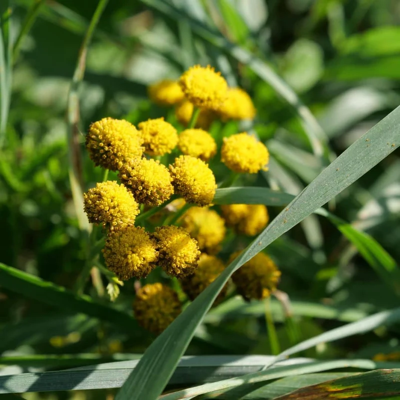 Tanaisie vulgaire — Graines ou plant