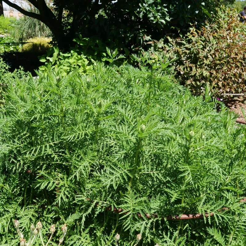 Tanaisie vulgaire — Graines ou plant