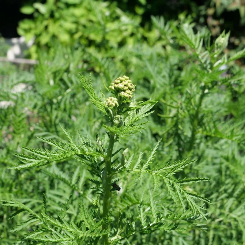 Tanaisie vulgaire — Graines ou plant