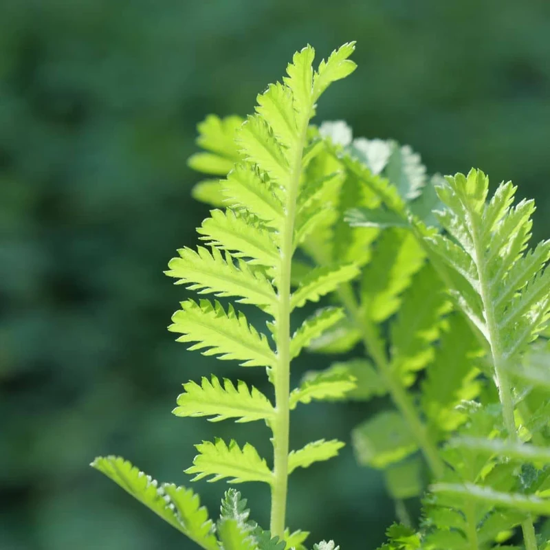 Tanaisie vulgaire — Graines ou plant