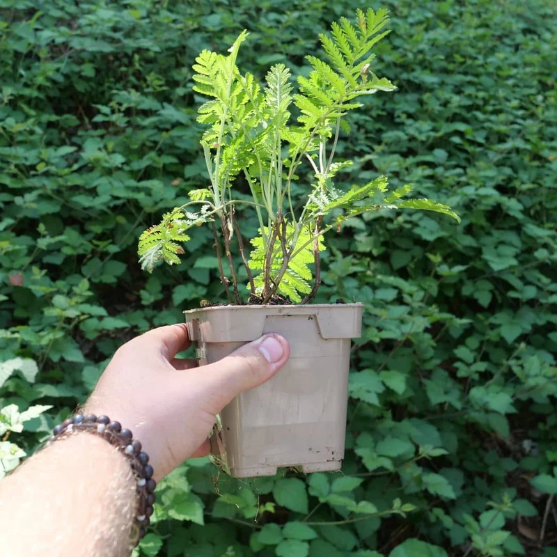 Tanaisie vulgaire — Graines ou plant