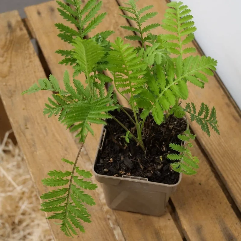 Tanaisie vulgaire — Graines ou plant