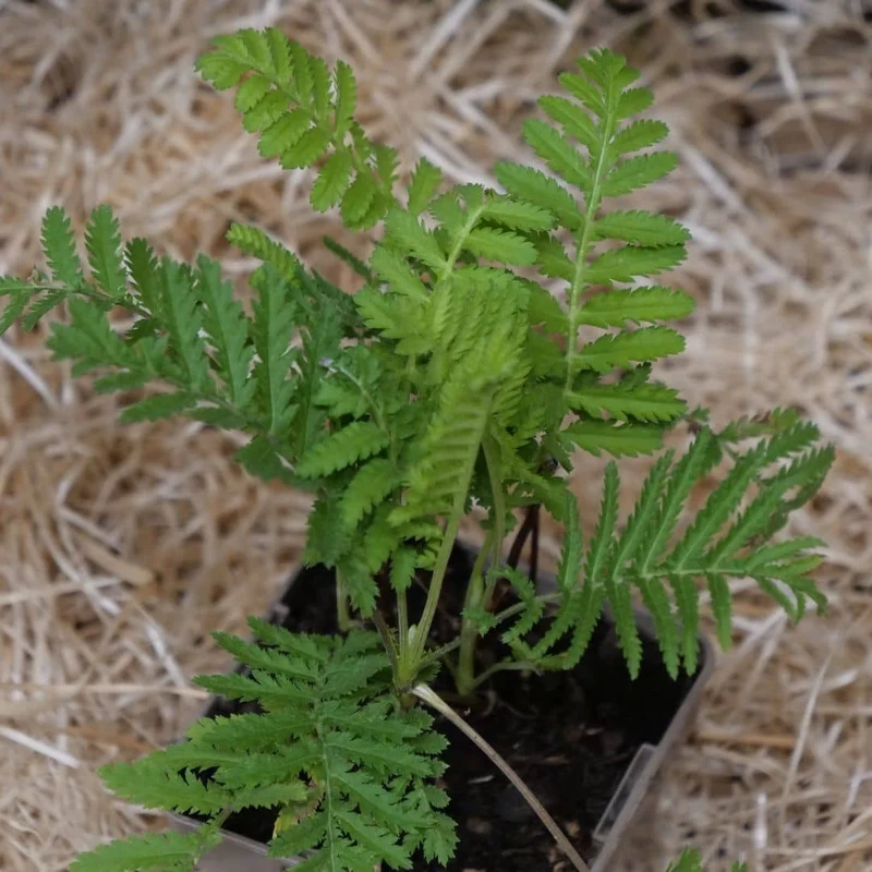 Tanaisie vulgaire — Graines ou plant