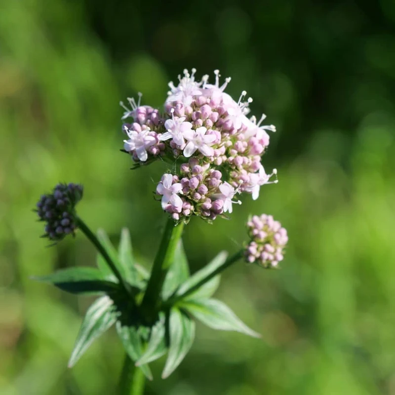 Valériane officinale — Graines ou plant