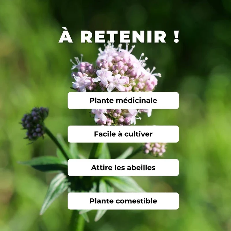 Valériane officinale — Graines ou plant