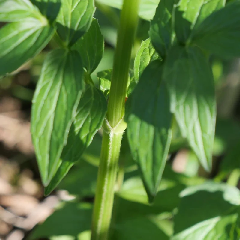 Valériane officinale — Graines ou plant