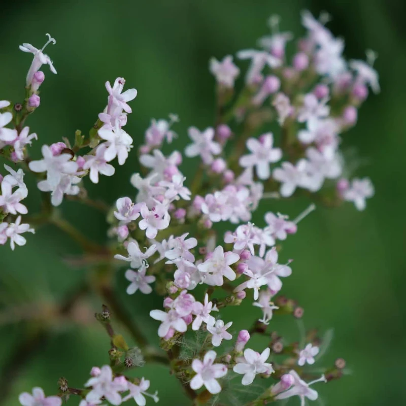 Valériane officinale — Graines ou plant