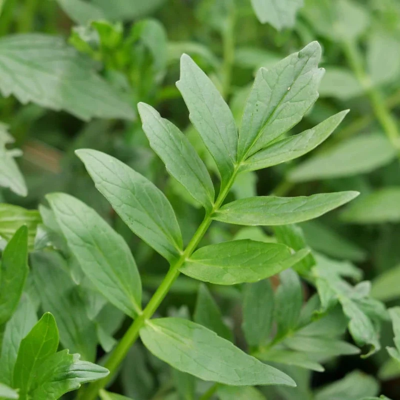Valériane officinale — Graines ou plant