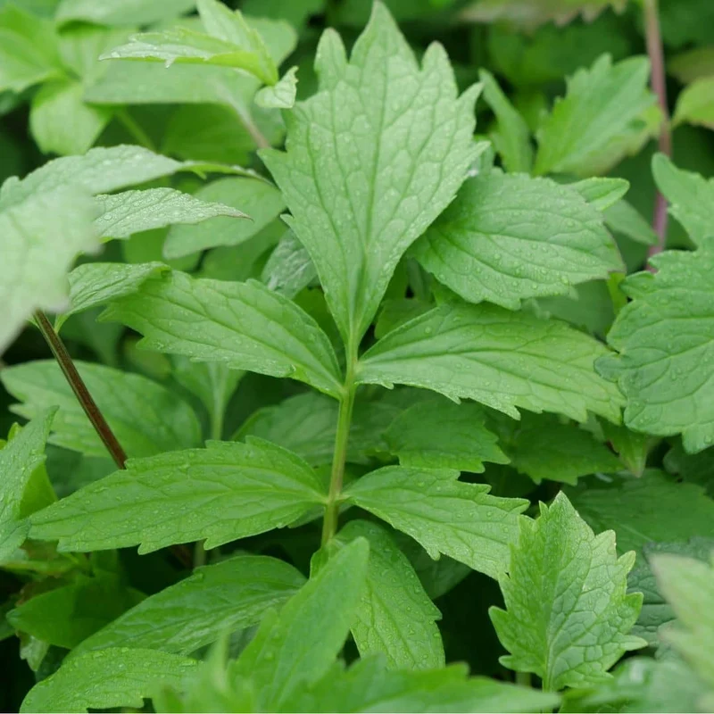 Valériane officinale — Graines ou plant