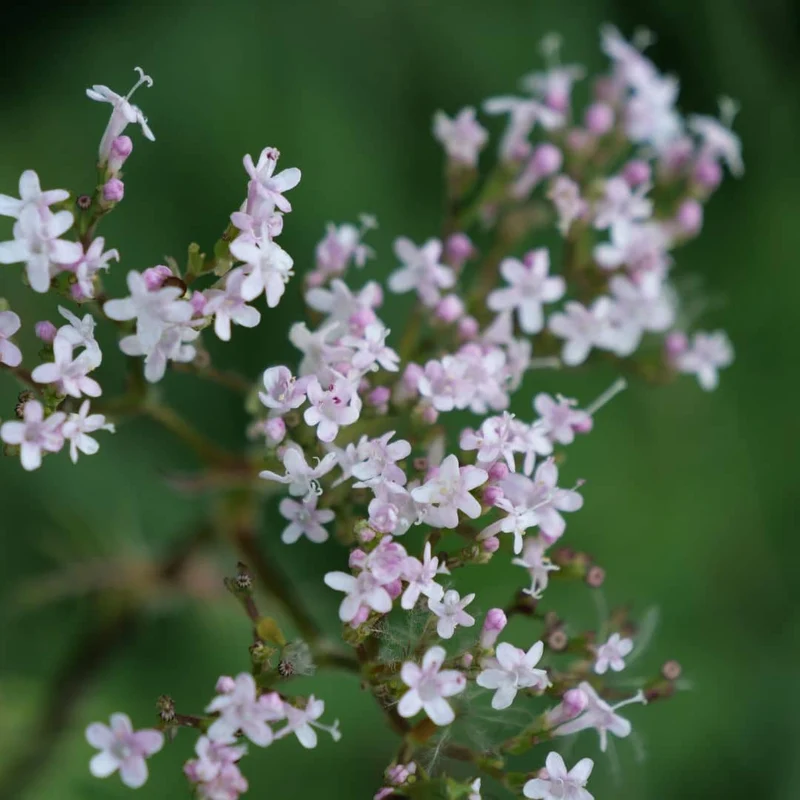 Valériane officinale — Graines ou plant