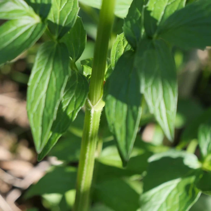 Valériane officinale — Graines ou plant