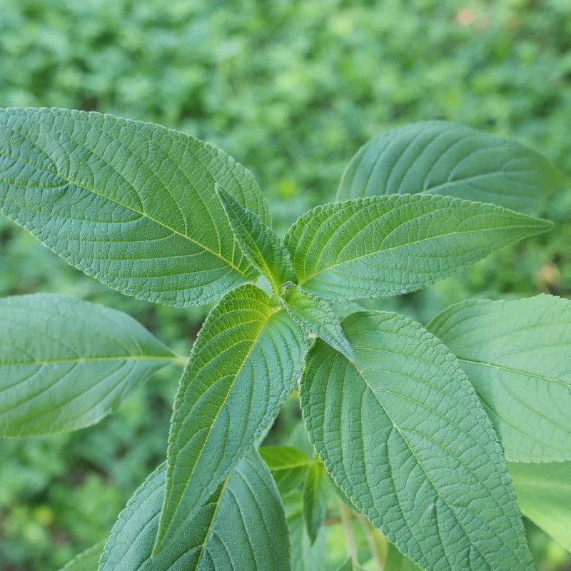 Sauge ananas — Plant