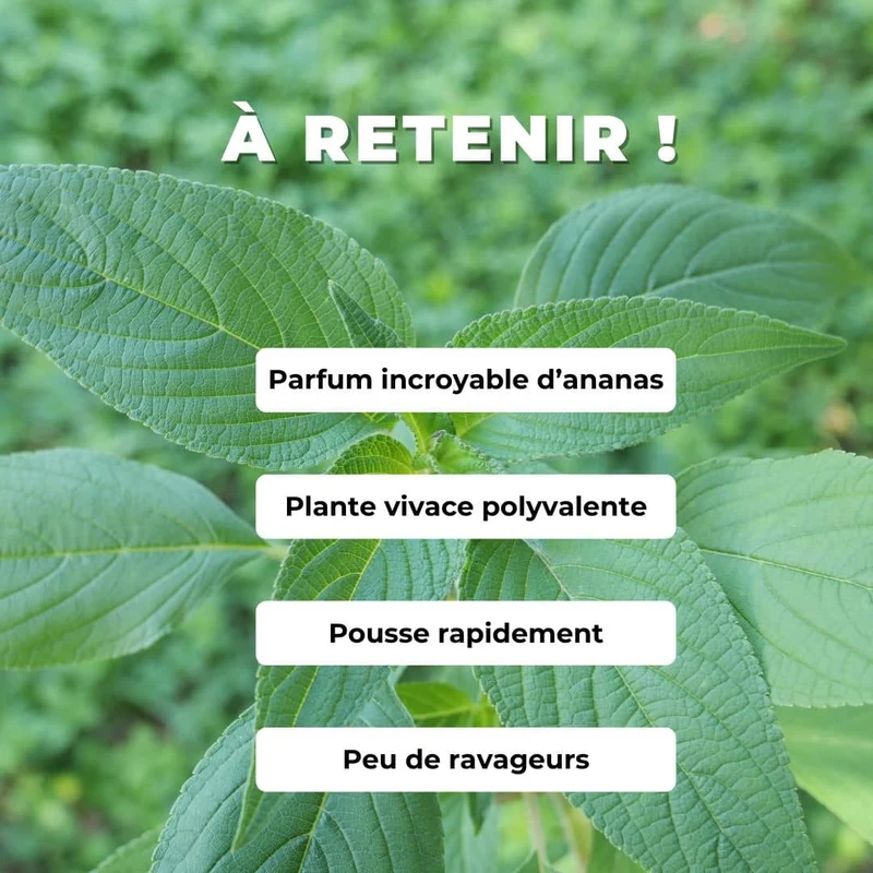 Sauge ananas — Plant
