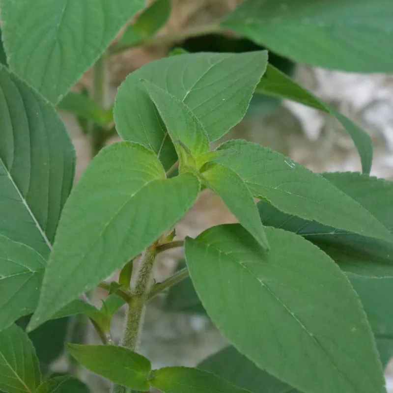 Sauge ananas — Plant