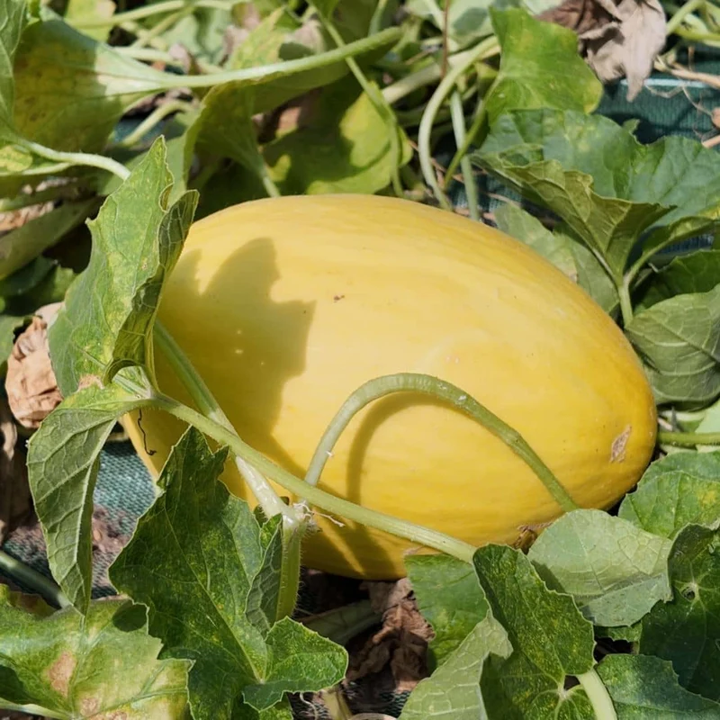 Melon Canari Jaune — Graines