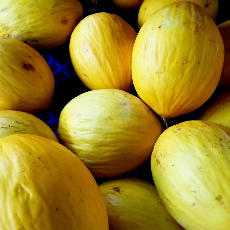Melon Canari Jaune — Graines