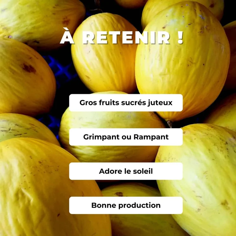 Melon Canari Jaune — Graines