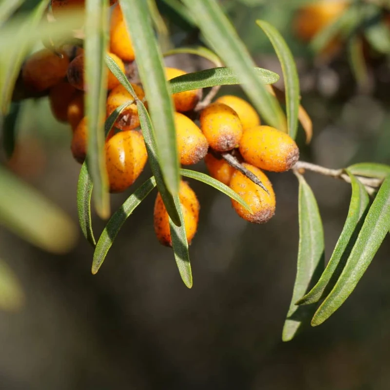 Argousier — Graines ou plant