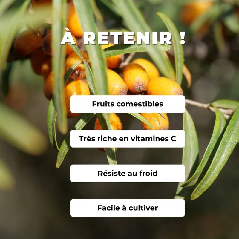 Argousier — Graines ou plant