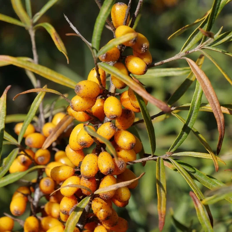 Argousier — Graines ou plant