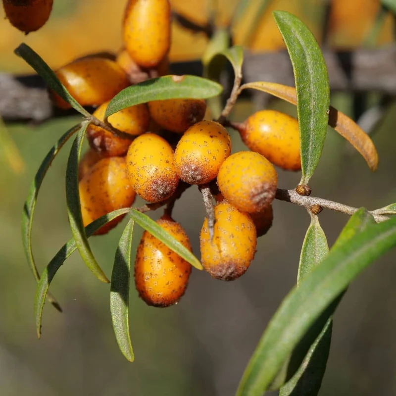 Argousier — Graines ou plant
