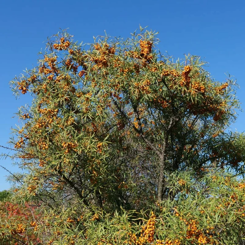 Argousier — Graines ou plant