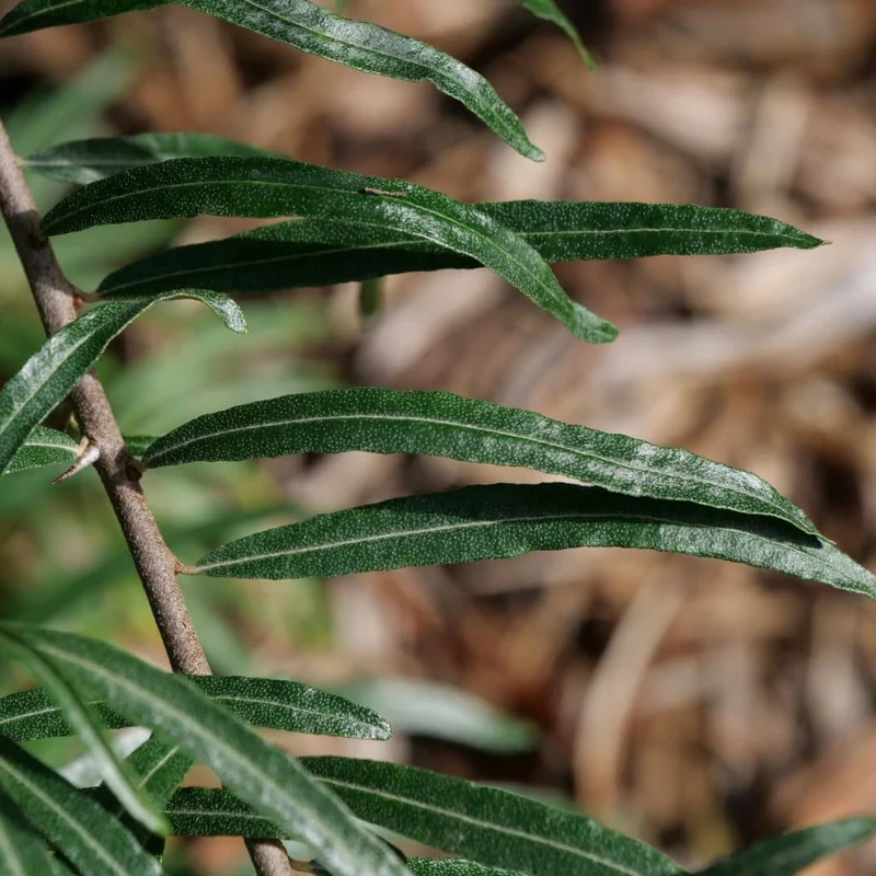 Argousier — Graines ou plant
