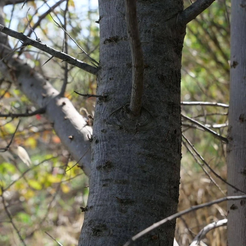 Argousier — Graines ou plant
