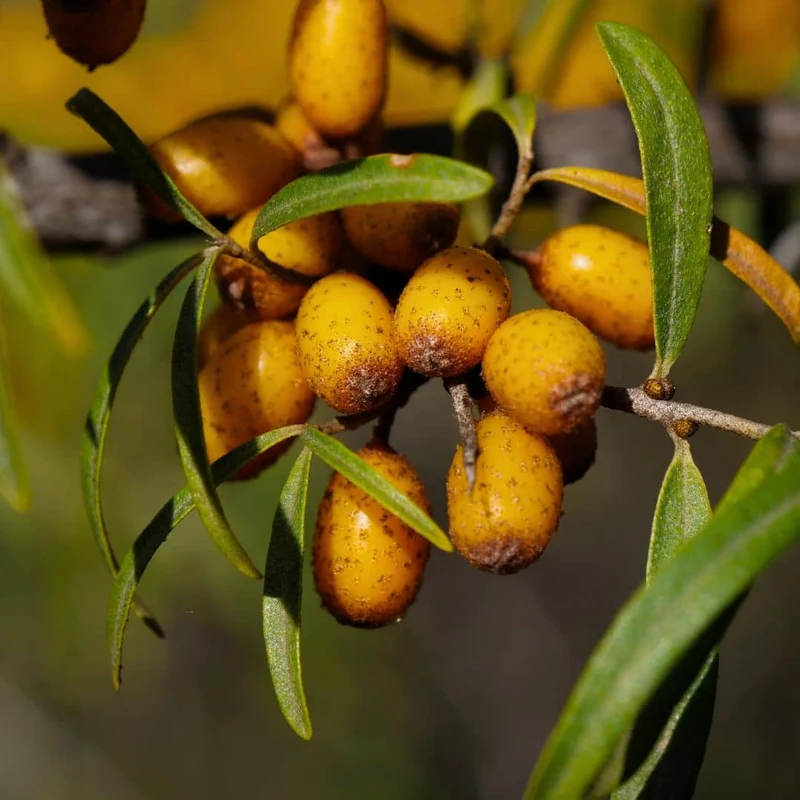 Argousier — Graines ou plant