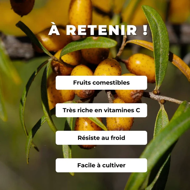 Argousier — Graines ou plant
