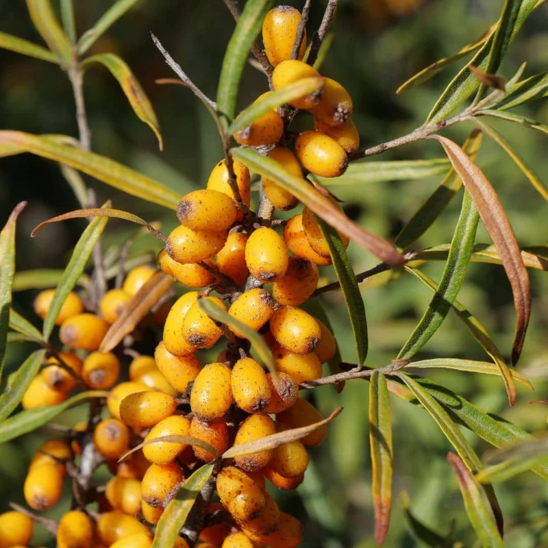 Argousier — Graines ou plant