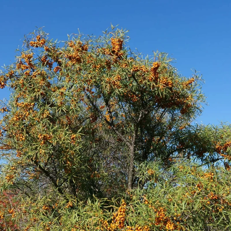 Argousier — Graines ou plant